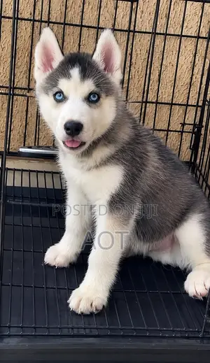 1-3 months Male Purebred Siberian Husky