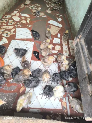 Noiler Chicks