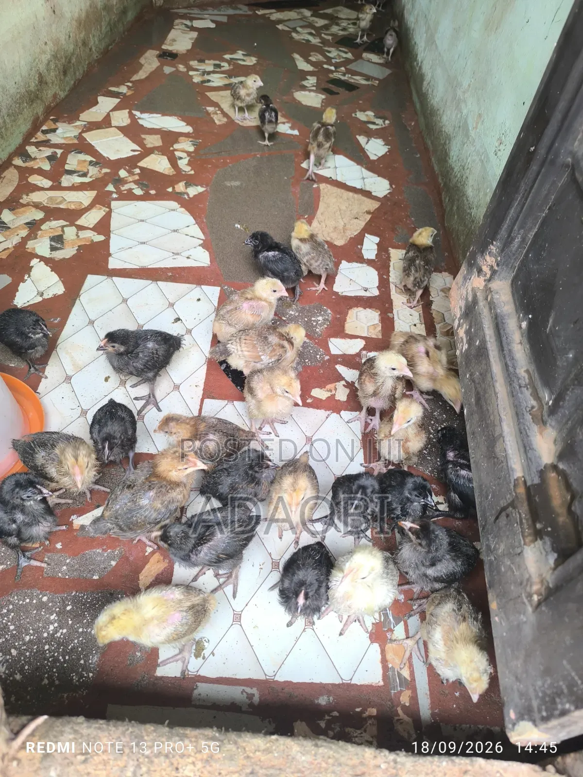 Noiler Chicks