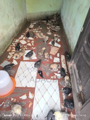 Noiler Chicks