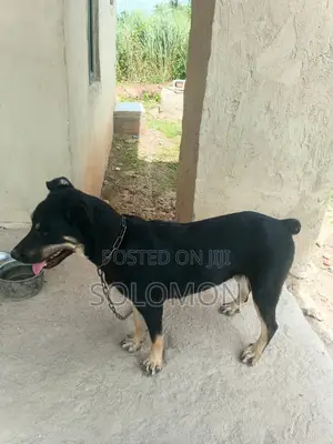 1+ year Female Purebred Rottweiler