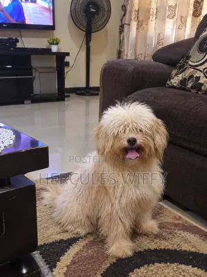 Lhasa Apso Stud Service