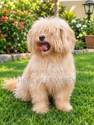 Lhasa Apso Stud Service