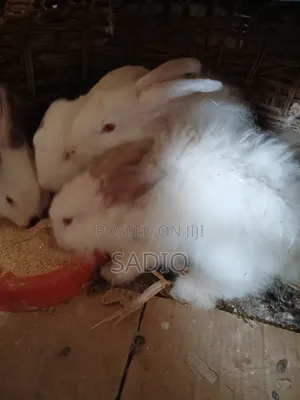 Angora Rabbit