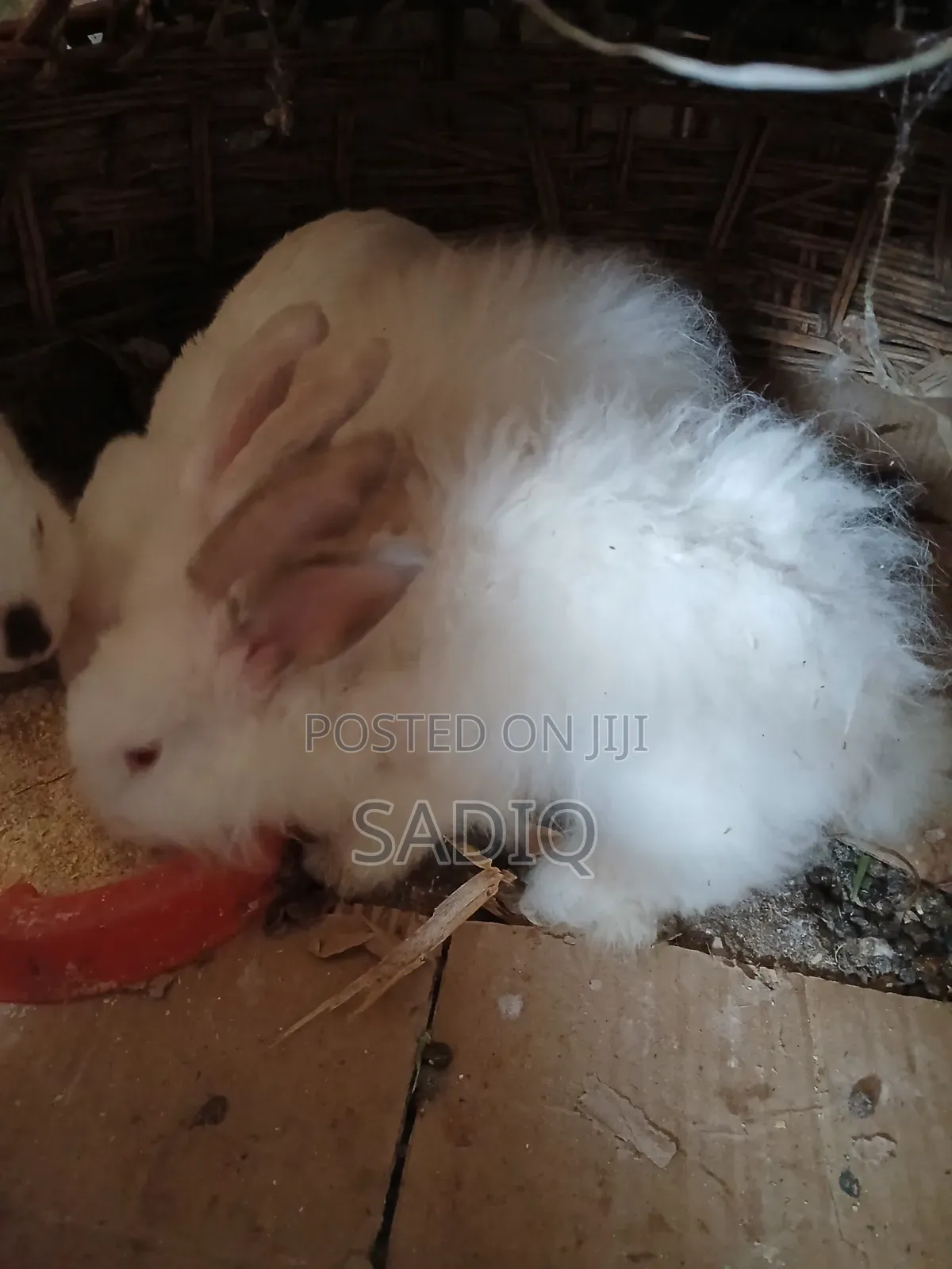 Angora Rabbit