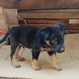1-3 months Male Purebred German Shepherd