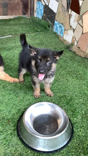 1-3 months Male Purebred German Shepherd