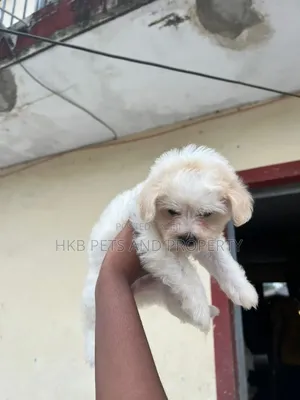 1-3 months Male Purebred Lhasa Apso