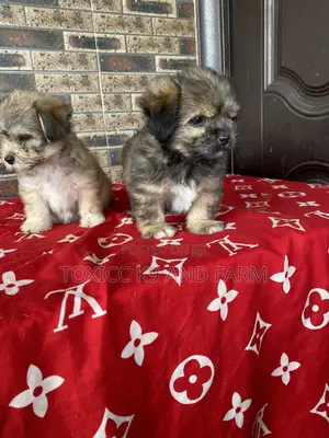 1-3 months Female Purebred Lhasa Apso