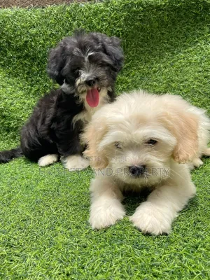 1-3 months Female Purebred Lhasa Apso