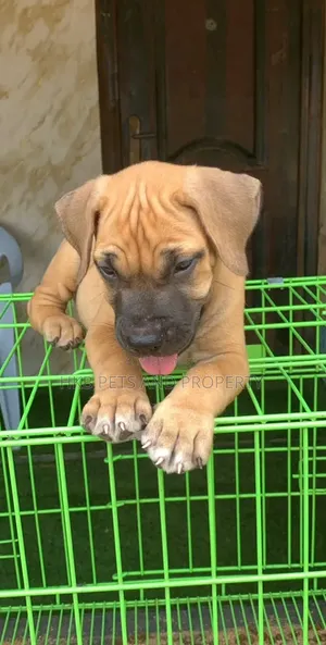 1-3 months Female Purebred Boerboel