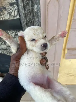 1-3 months Female Purebred American Eskimo