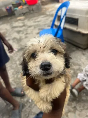 1-3 months Male Purebred Lhasa Apso