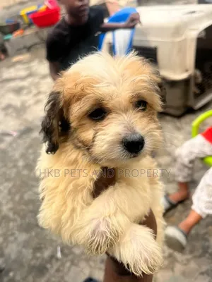1-3 months Male Purebred Lhasa Apso