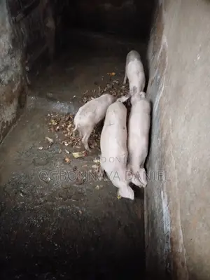 Piglets Available for Sale