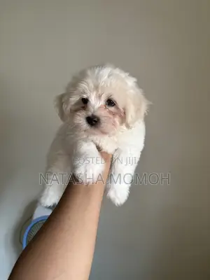 1-3 months Male Purebred Lhasa Apso