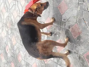 1+ year Male Purebred German Shepherd