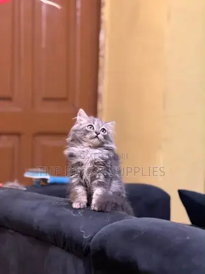 1-3 months Male Purebred Persian