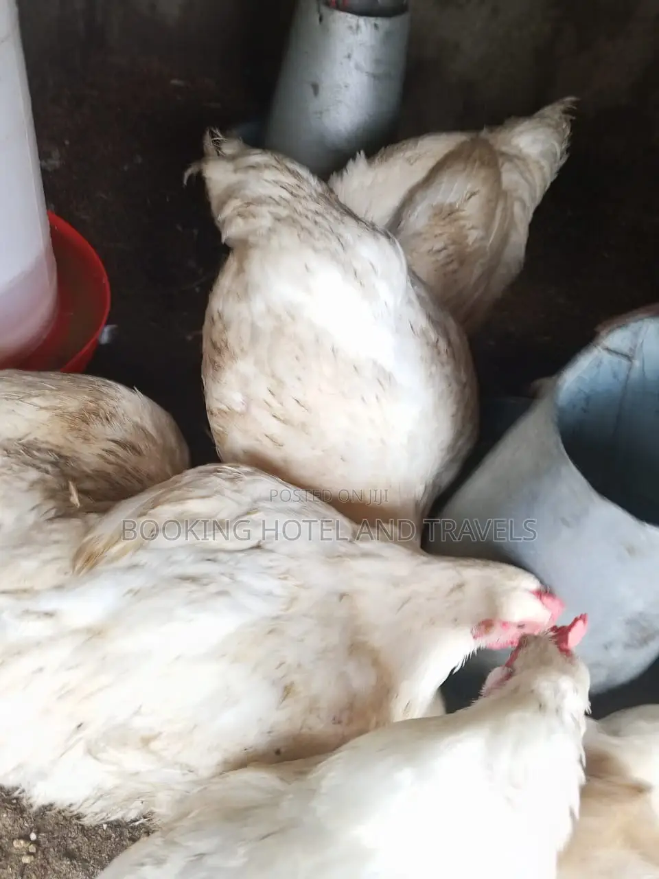 Broilers for Sale