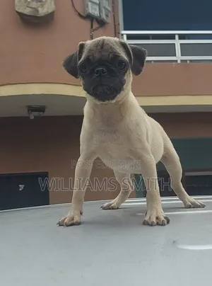 3-6 months Female Purebred Pug