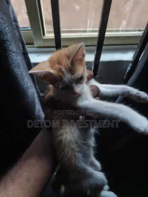 1-3 months Male Purebred Tabby