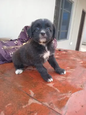 1-3 months Female Purebred Lhasa Apso