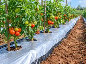 Amatropics Black/Silver Plastic Mulch 1.5by300m (WITH HOLES -50cm)