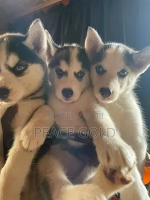 1-3 months Female Purebred Siberian Husky