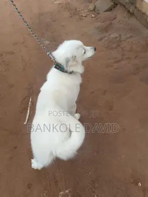 1+ year Female Purebred American Eskimo