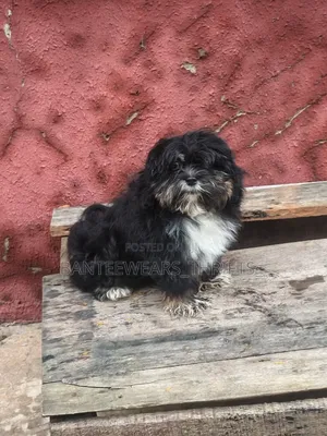 3-6 months Male Purebred Lhasa Apso