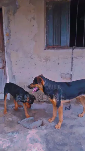 1+ year Male Mixed Breed German Shepherd