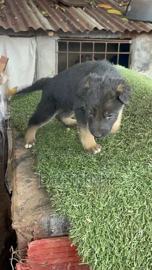 1-3 months Male Purebred German Shepherd