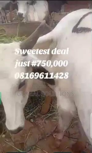 Cheap Cows, Goats and Rams for Sale in Awka