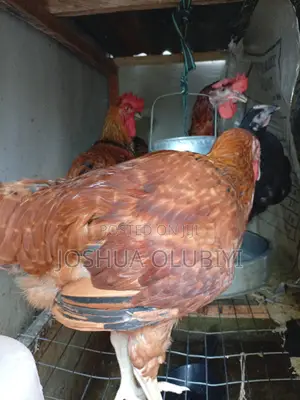 Healthy Male Noilers for Sale