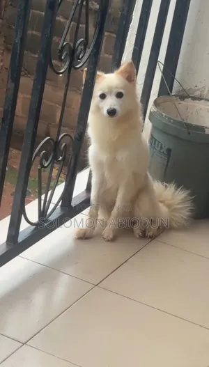 1+ year Female Purebred American Eskimo
