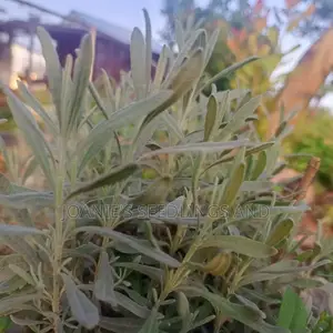 Lavender Seedling