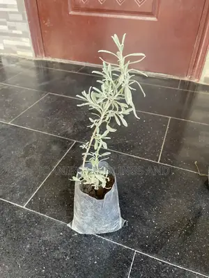 Lavender Seedling