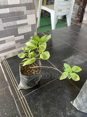 Herb Seedlings