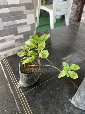 Herb Seedlings