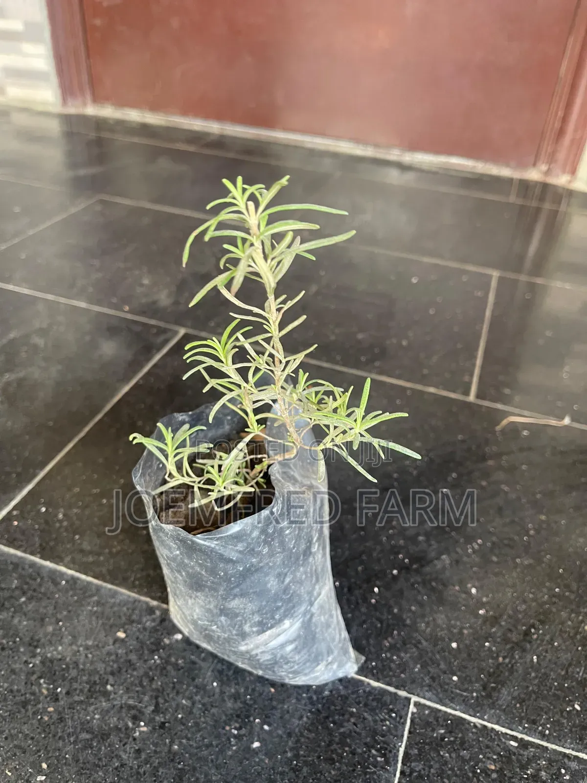 Herb Seedlings