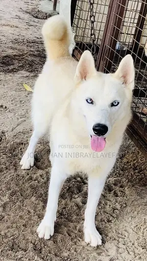 1+ year Male Purebred Siberian Husky