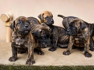 1-3 months Male Purebred Boerboel