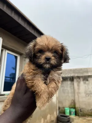 1-3 months Female Purebred Lhasa Apso
