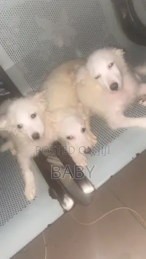 1-3 months Female Purebred American Eskimo