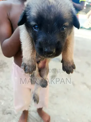 0-1 month Female Purebred German Shepherd