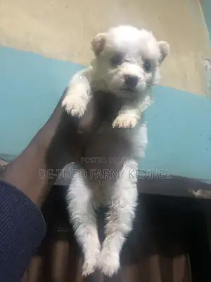 1-3 months Female Purebred American Eskimo