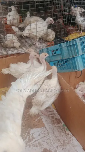 6weeks Imported Turkey