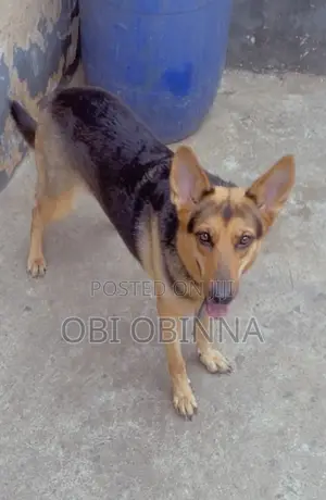 1+ year Female Purebred German Shepherd