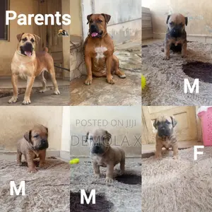 1-3 months Male Purebred Boerboel