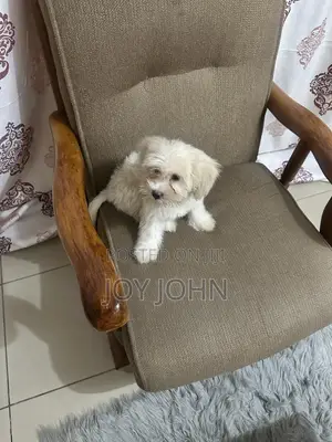 1-3 months Male Purebred Lhasa Apso